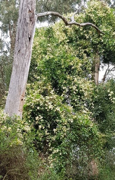 Pandorea Pandoranagrowth Bungalook Native Nursery