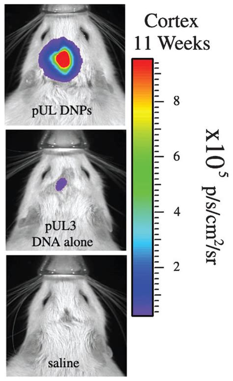 In Vivo Bioluminescence Imaging Bli Showing The Best Individual