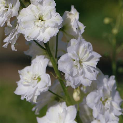 Szk Ka Bylin Dobrepole Delphinium Elatum Double Innocence Ostr Ka