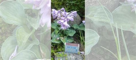 Хоста мини "Мышиные ушки" купить в Москве | Товары для дома и дачи | Авито