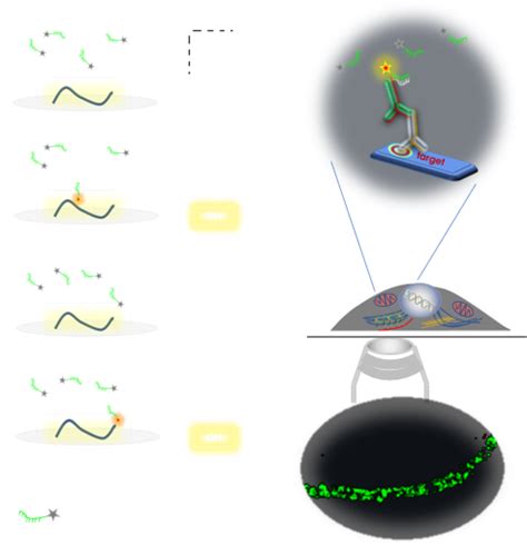 Technique Dna Paint Abbelight