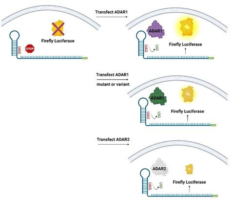 ADAR1 Responsive Luciferase Reporter HEK293 Cell Line 82238