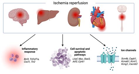 Cells Free Full Text Transcriptomic Hallmarks Of Ischemia