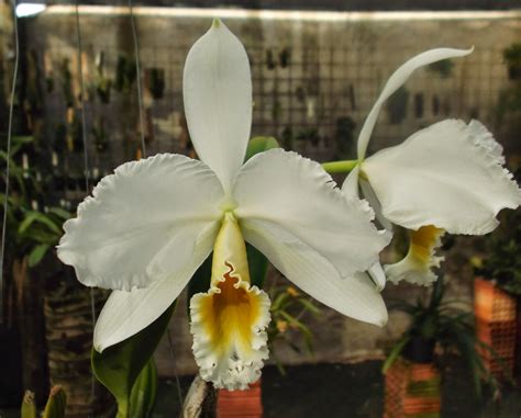 Gallerani OrquÍdeas Cattleya Percivaliana Alba