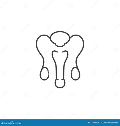 Male Reproductive System Vector Line Icons Stock Vector Illustration Of Optimization Anatomy