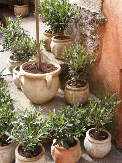 Olive Trees In Pots I Not Only Like Well I Didn T Actually Do It