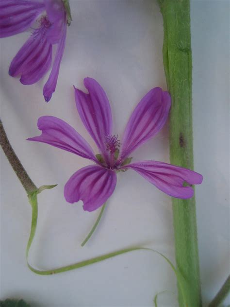 HERBARIO VIRTUAL DE BANYERES DE MARIOLA Y ALICANTE Malva Sylvestris