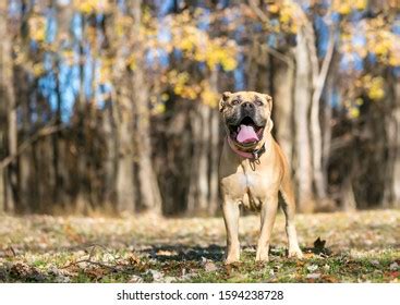 13,751 Brown Mastiff Images, Stock Photos & Vectors | Shutterstock