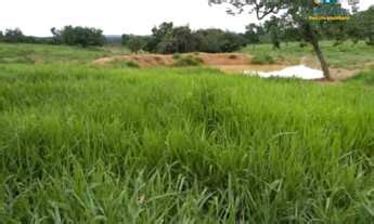 Fazenda Venda Hectares R Milh Es Em Inimutaba Mg