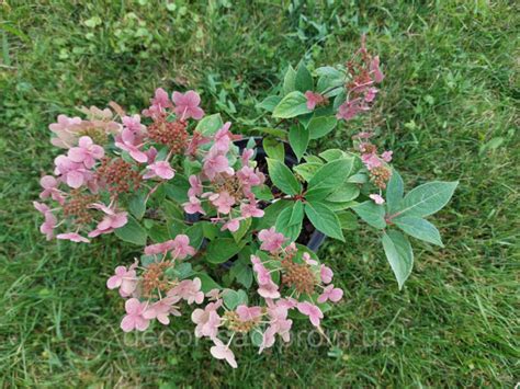 Гортензия метельчатая Полистар / Hydrangea paniculata `Polestar`