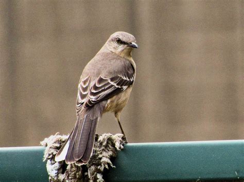 Northern Mockingbird - BirdWatching