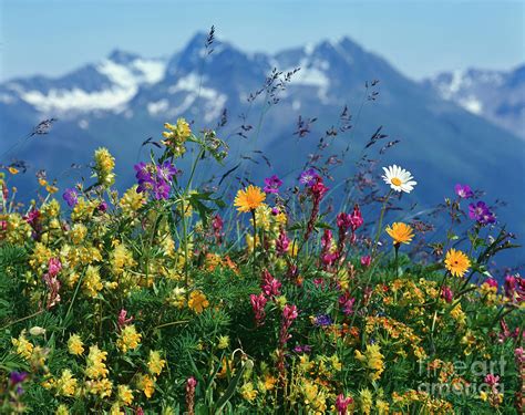 Alpine Wildflowers Photograph by Hermann Eisenbeiss and Photo Researchers