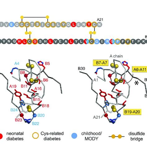 Clinical Mutations In Ins Gene A Sequence Of Insulin Showing