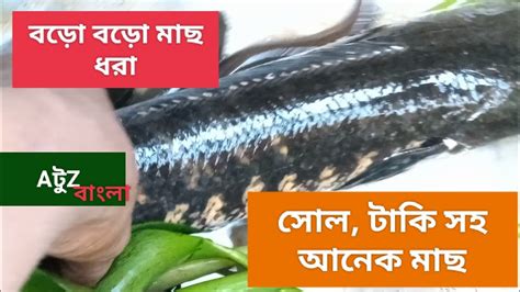 মাছ ধরাবড়ো বড়ো সোল টাকিচ্যাংশিং সহ অনেক মাছ। Youtube