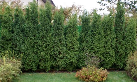 Садовый центр - Abies-Landshaft