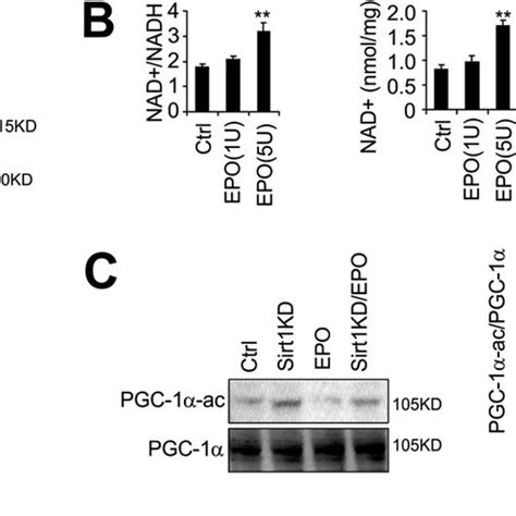 Gata And Tal Retard Myogenic Differentiation Increase Epo Signal