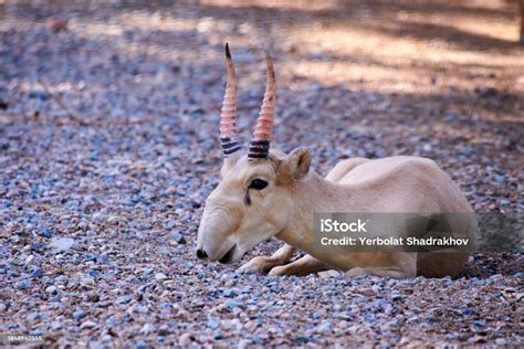 The Saiga Antelope Saiga Antelope In Artificial Habitat Stock Photo ...