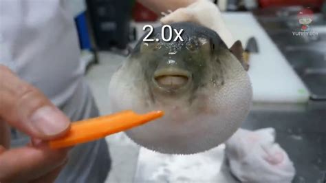 Puffer Fish Eating Carrots At A X Speed Youtube