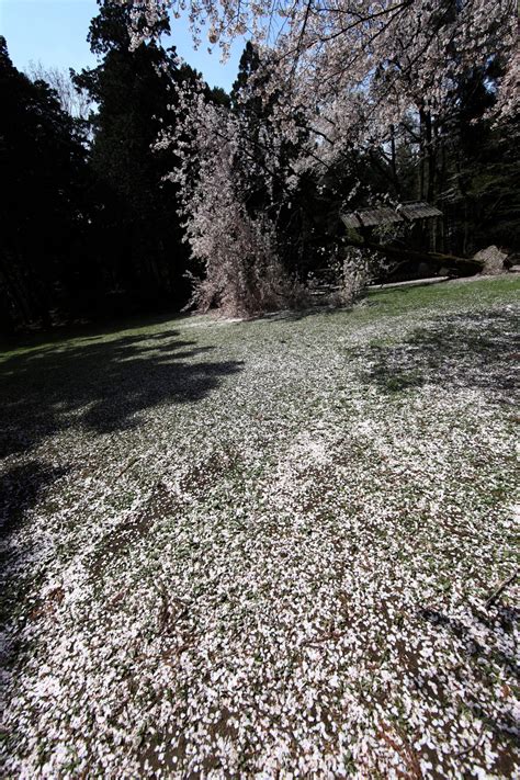 Free Images Tree Nature Forest Grass Rock Plant Lawn Sunlight