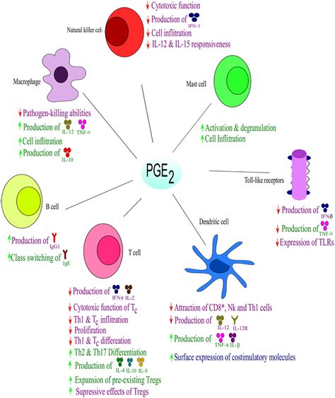 The Biosynthesis Pathway Of PGE 2 A Production Of PGE2 Is