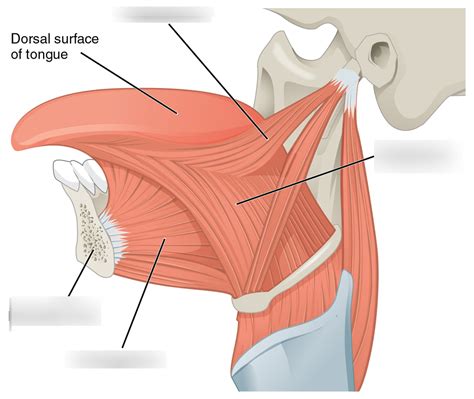 Tongue Movement Muscles Diagram Quizlet