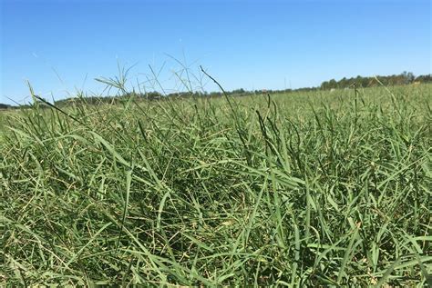 Bermudagrass in Alabama - Alabama Cooperative Extension System