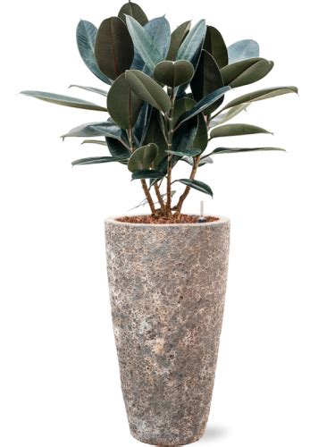 Ficus Elastica Abidjan Donica Baq Lava Hydroponika Sklep Z