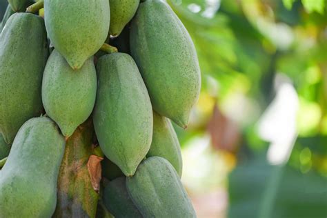 Green Papaya Fruits Growing Hang On The Papaya Tree In The Garden Farm