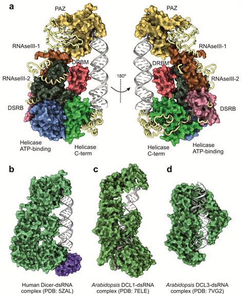 Structure Of Dicer And Dicer Like Proteins Determined By Cryo Em A