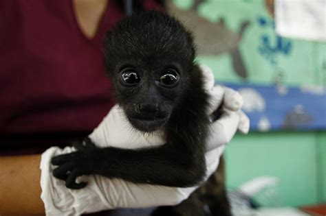 Baby Monkey Strikes a Pose Picture | Cutest baby animals from around ...