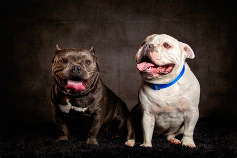 American Bulldog Puppy Pictures and Facts