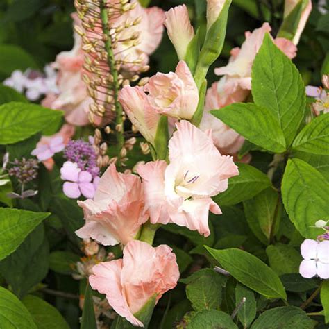 Gladiolus ROSE SUPREME for Sale online in EU directly from Holland