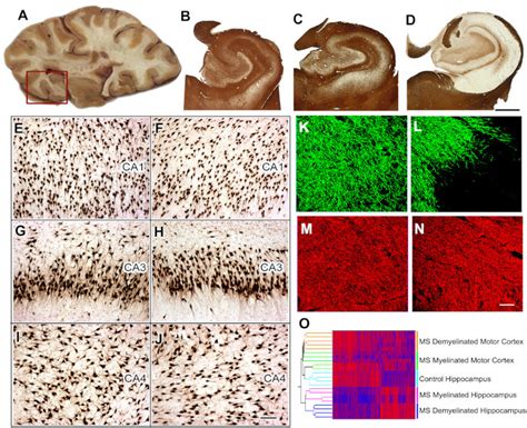 Tissue collection, histological analysis, and gene expression studies ... 