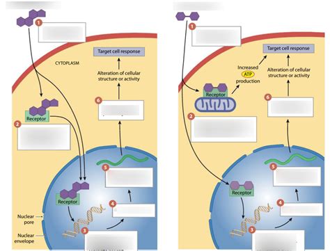 Steroid And Thyroid Hormone Diagram Quizlet