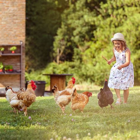 Can You Have a Chicken Allergy to Backyard Chickens?