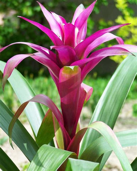 Bromelia descripcion y cuidados de esta belleza tropical Guía de Jardín