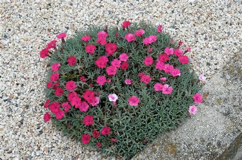 Dianthus gratianopolitanus Badenia Karafiát hôrny Badenia