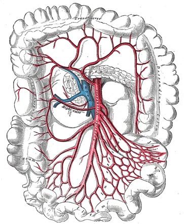 Jejunal And Ileal Branches Of The Superior Mesenteric Artery