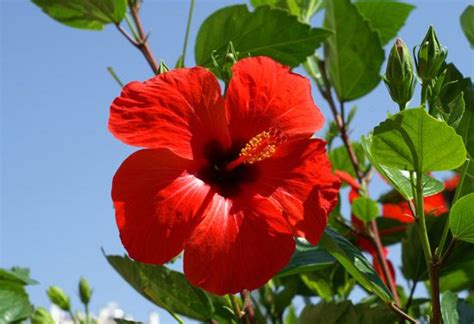 A Red Flower With Green Leaves In Front Of A Blue Sky