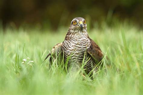 Sparrow Hawk In Grass Stock Photo Image Of Predator 61110496