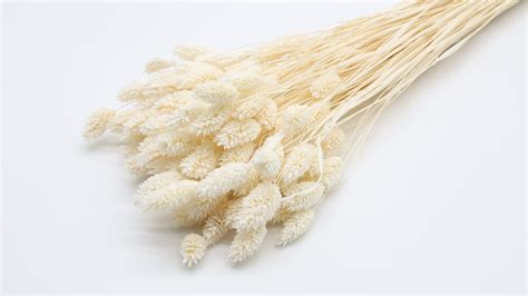 Pcs White Dried Phalaris Bleached Canary Grass Dried Flower Bunch