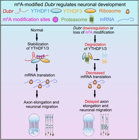 Cell M A Lncrna