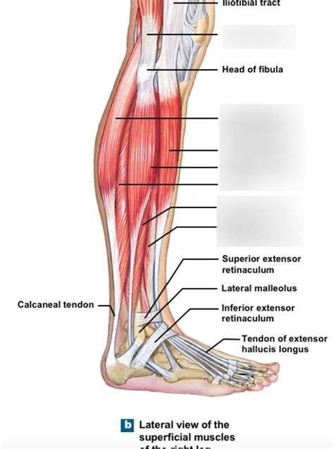 Diagram Of Lateral Compartment Of The Leg Quizlet