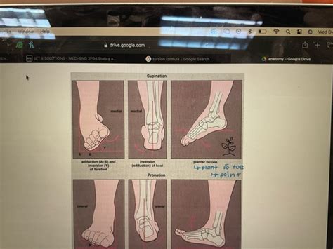 Anatomy Shank Ankle Foot Flashcards Quizlet