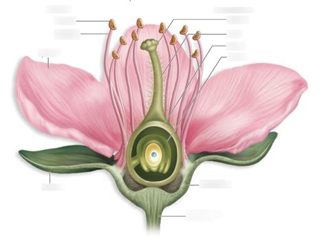 the flower diagram (bio 1000 exam 2) Diagram | Quizlet