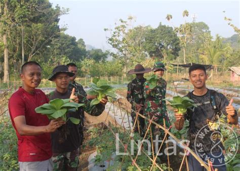 Kebun Ketahanan Pangan Di Batalyon Yonif Raider Pks Panen Lintas