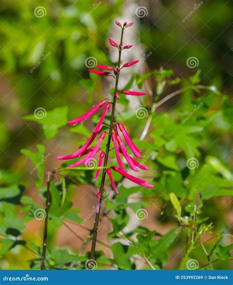 Coral Bean Erythrina Herbacea Florida Native Wildflower Growing