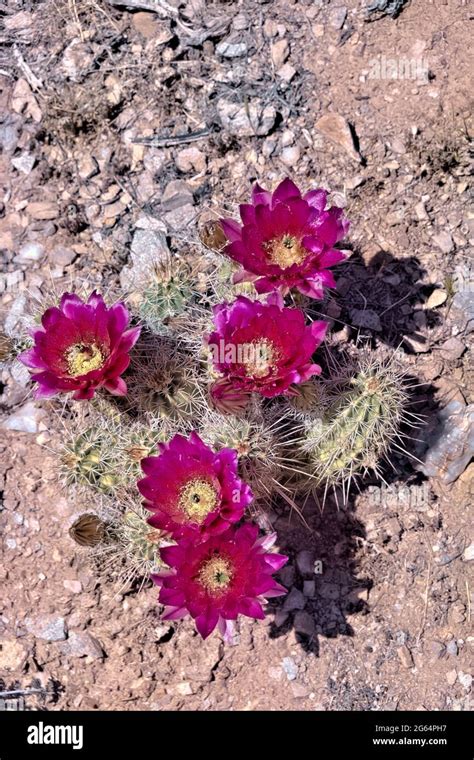 Engelmanns Hedgehog Cactus Flowers Echinocereus Engelmannii Along