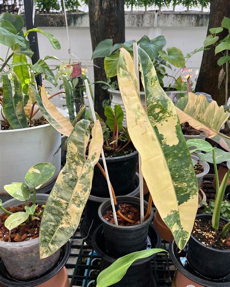 The Rarest Plants In The World Philodendrons And Monsteras