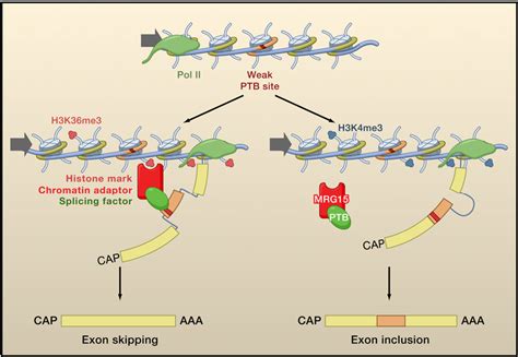 MRNA Precursor Semantic Scholar